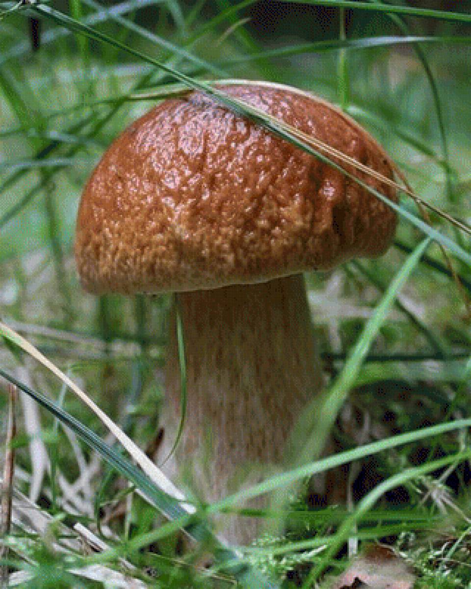 Боровик - грибы, боровик - предпросмотр