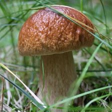 Схема вышивки «Боровик»