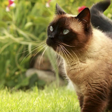 Схема вышивки «Сиамская кошка»