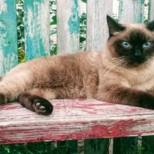 Схема вышивки «Сиамская кошка Сара»