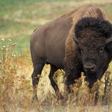 Схема вышивки «Bison»