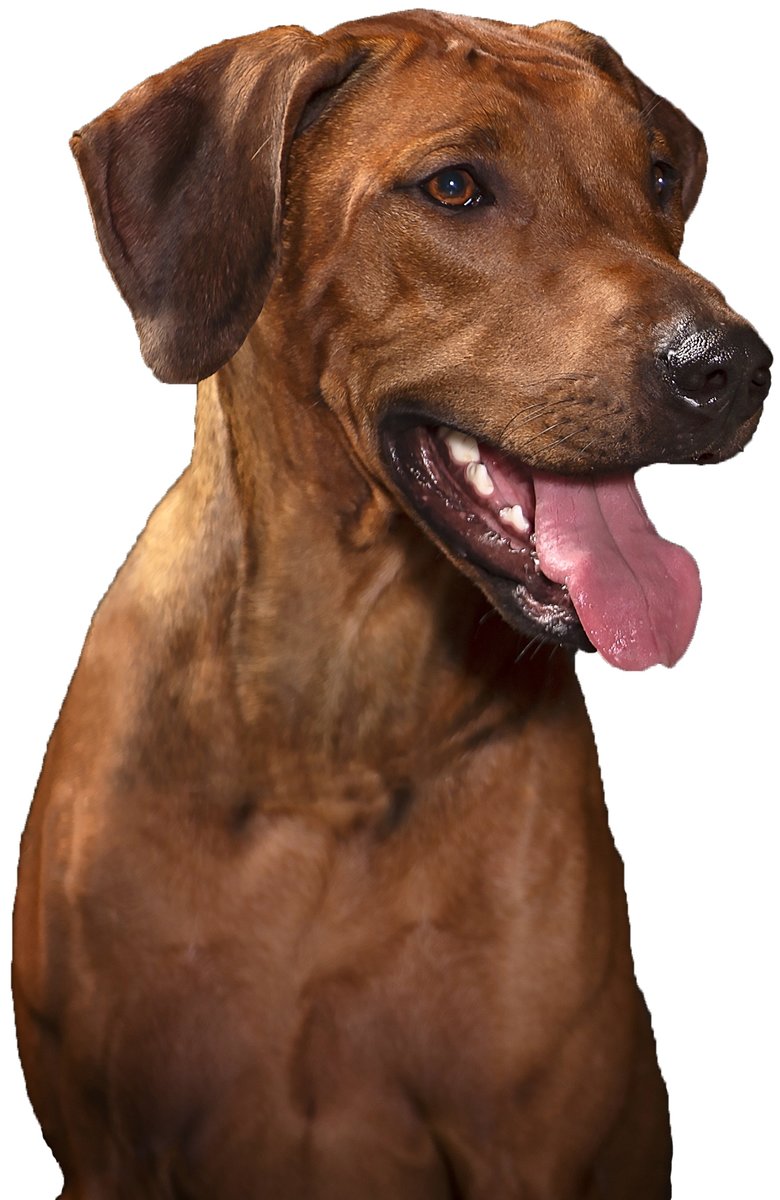 Фрея 5 - риджбек - оригинал