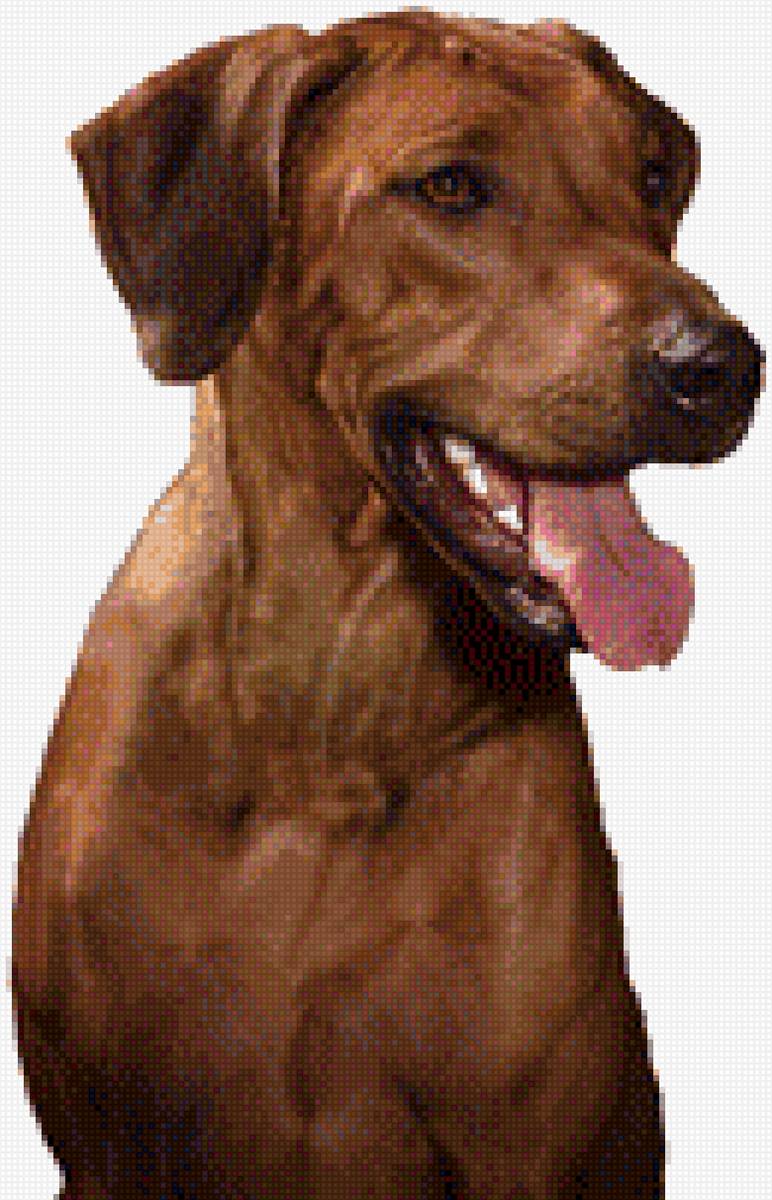 Фрея 5 - риджбек - предпросмотр