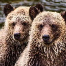 Схема вышивки «Медвежата»