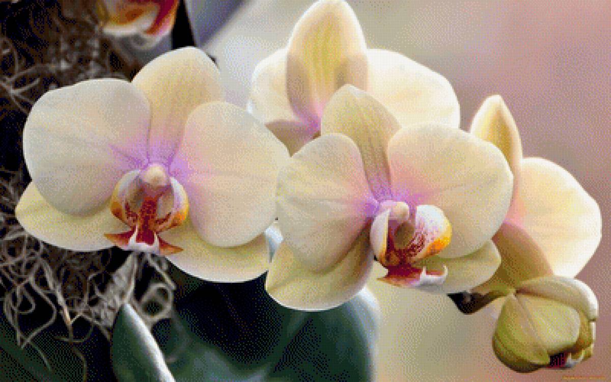 ORCHIDS - орхидея - предпросмотр