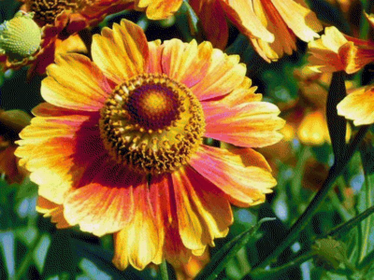 Flowers - flowers - предпросмотр