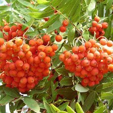 Схема вышивки «№2012052»