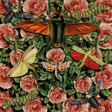 Схема вышивки «Жуки»