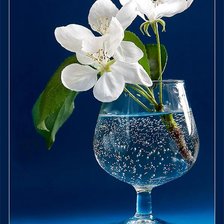 яблоневый цвет