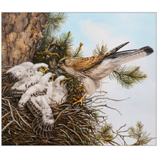 Схема вышивки «Гнездо сокола.»