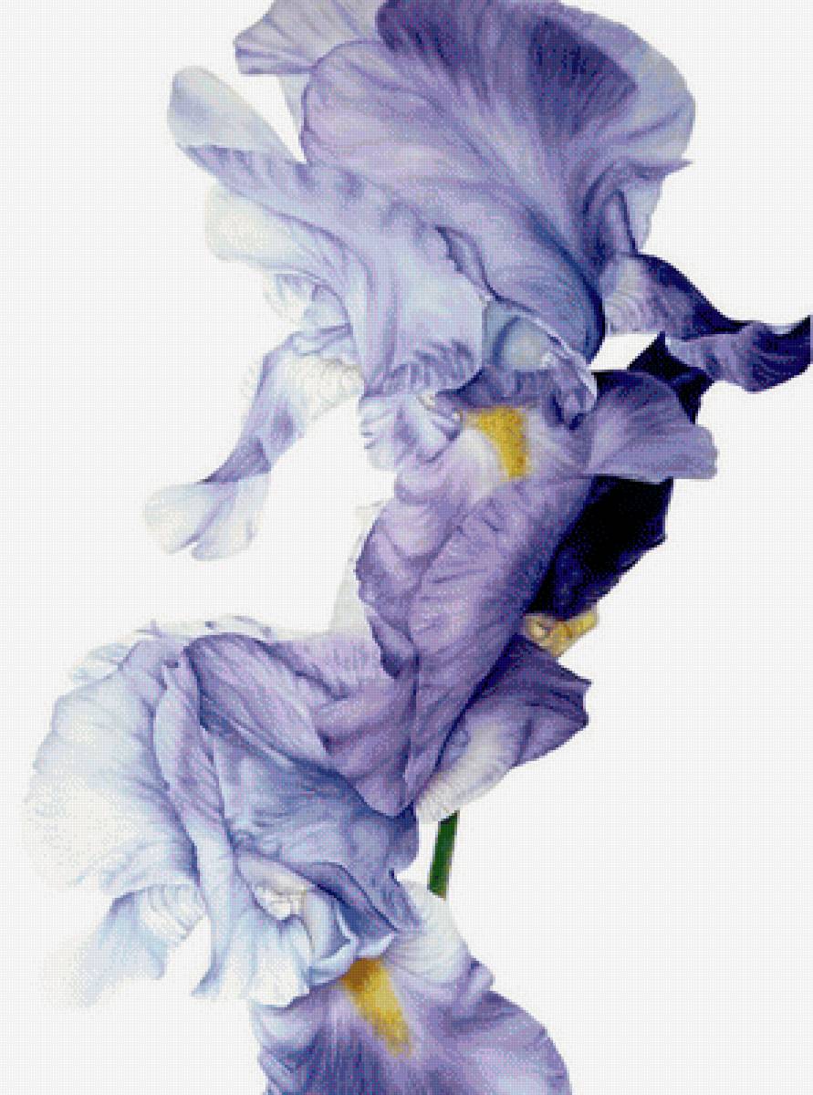 Ирисы - ирисы, цветы, акварель - предпросмотр