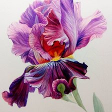 Схема вышивки «Ирис»