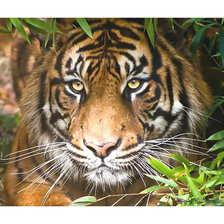 Схема вышивки «Тигр.»