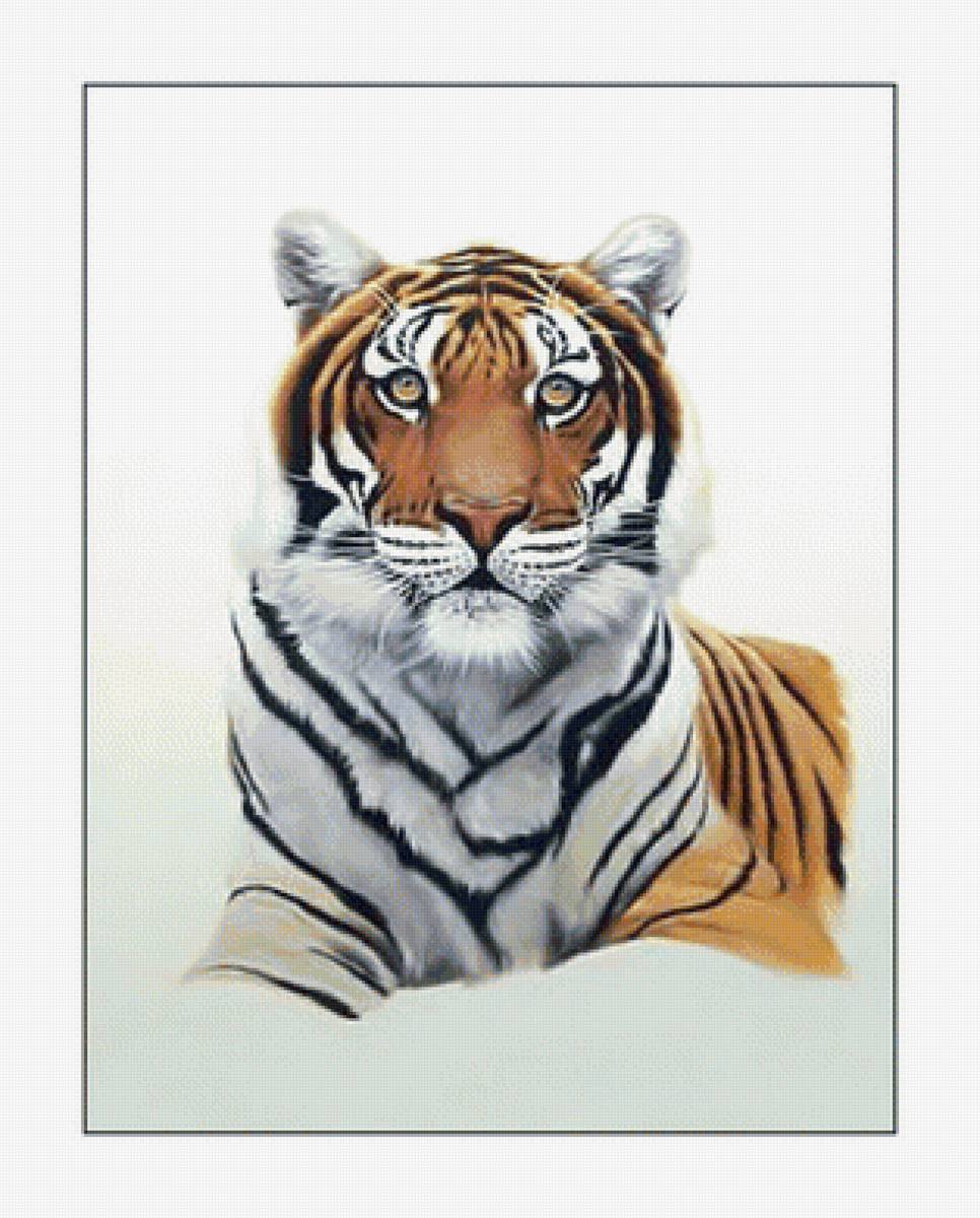 Тигр. - тигр, животные, хищник - предпросмотр