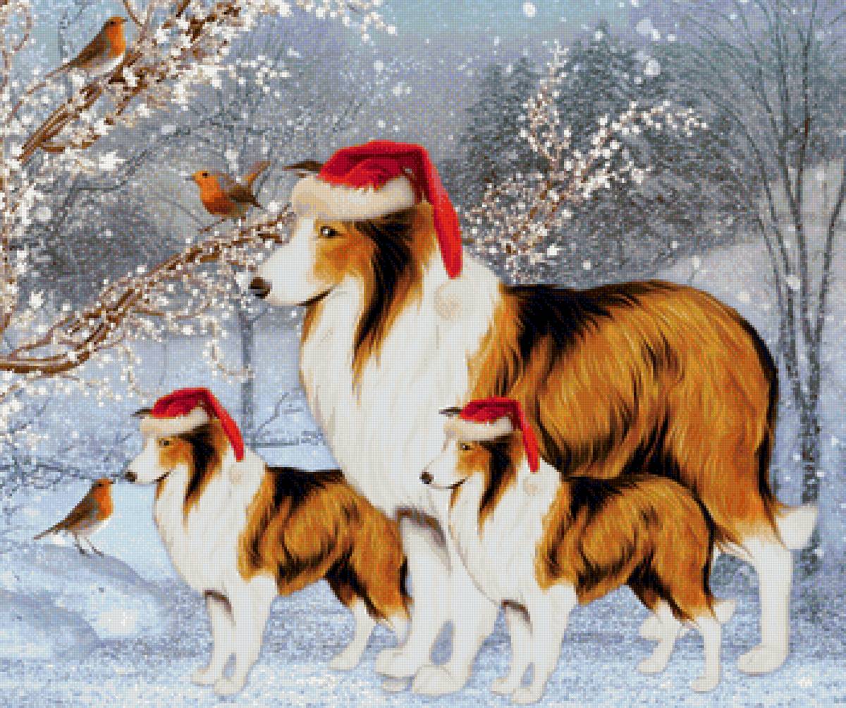 новогодние колли - новый год, собаки - предпросмотр