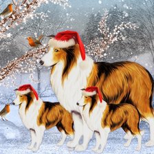 новогодние колли