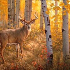 Схема вышивки «дикие»