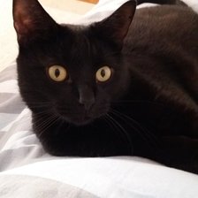 Схема вышивки «Феликс»