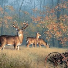 Схема вышивки «дикие»