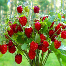 Схема вышивки «Сочная земляника»