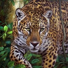 Схема вышивки «дикие»