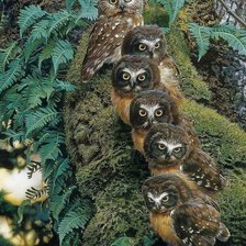 Схема вышивки «Мир птиц»