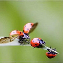 Схема вышивки «Полетели»