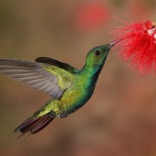 Схема вышивки «Калибри»