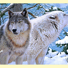 Схема вышивки «Серия "Хищники". Волки, пара»