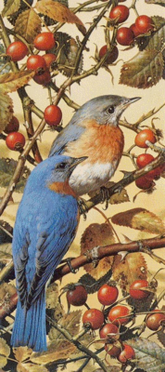 Мир птиц - предпросмотр