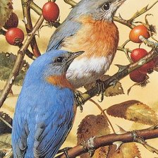 Схема вышивки «Мир птиц»