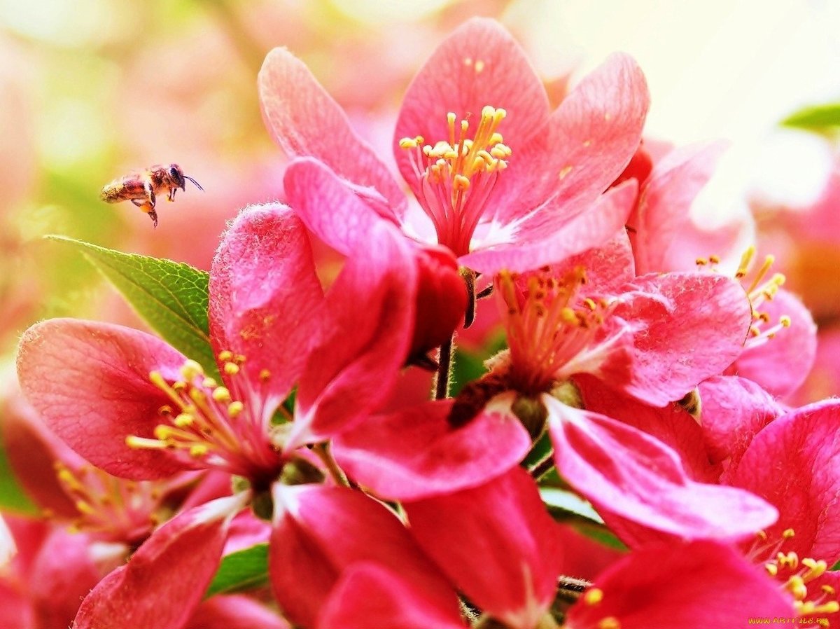 розовые цветы - оригинал