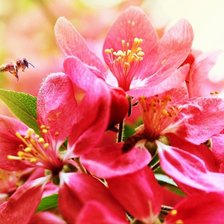 Схема вышивки «розовые цветы»