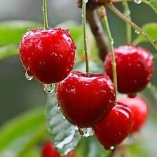 Схема вышивки «Вишенки»