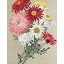 Схема вышивки «Букетик с хризантемами.»