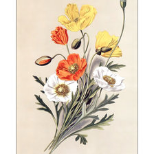 Схема вышивки «Маки.»