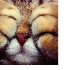 Схема вышивки «Мир животных»