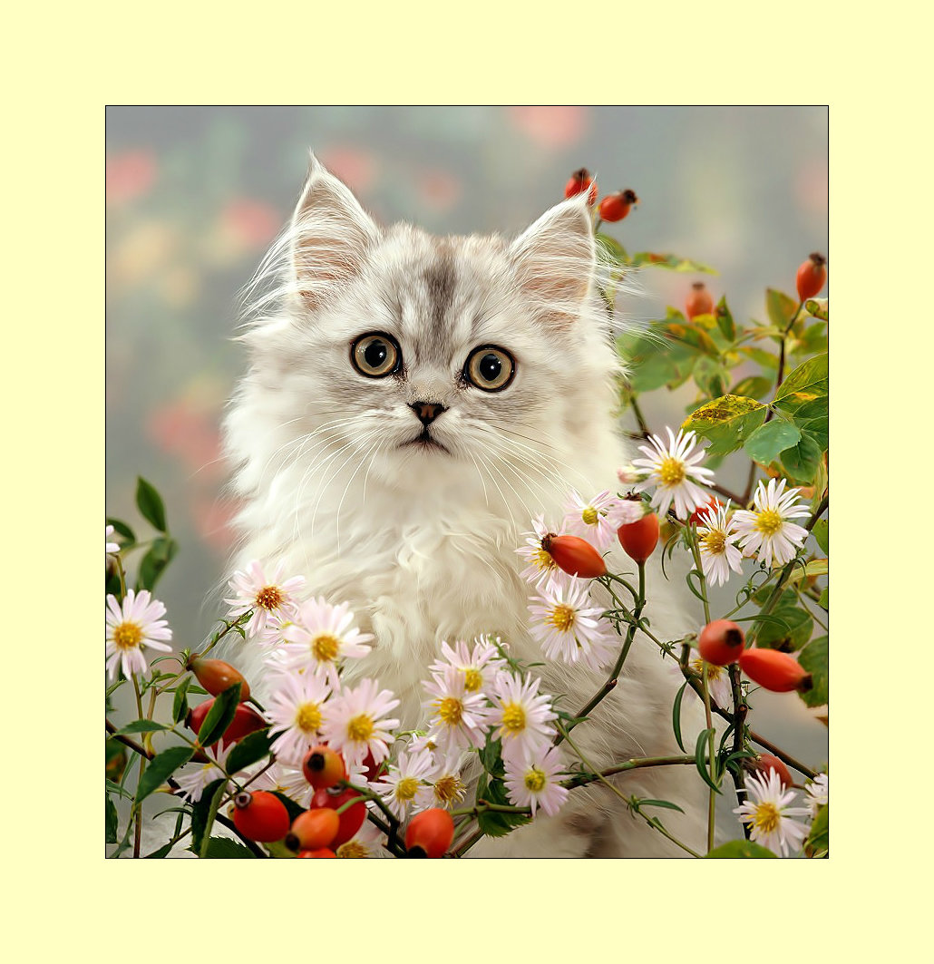 Кошечка. - животные, кошка - оригинал