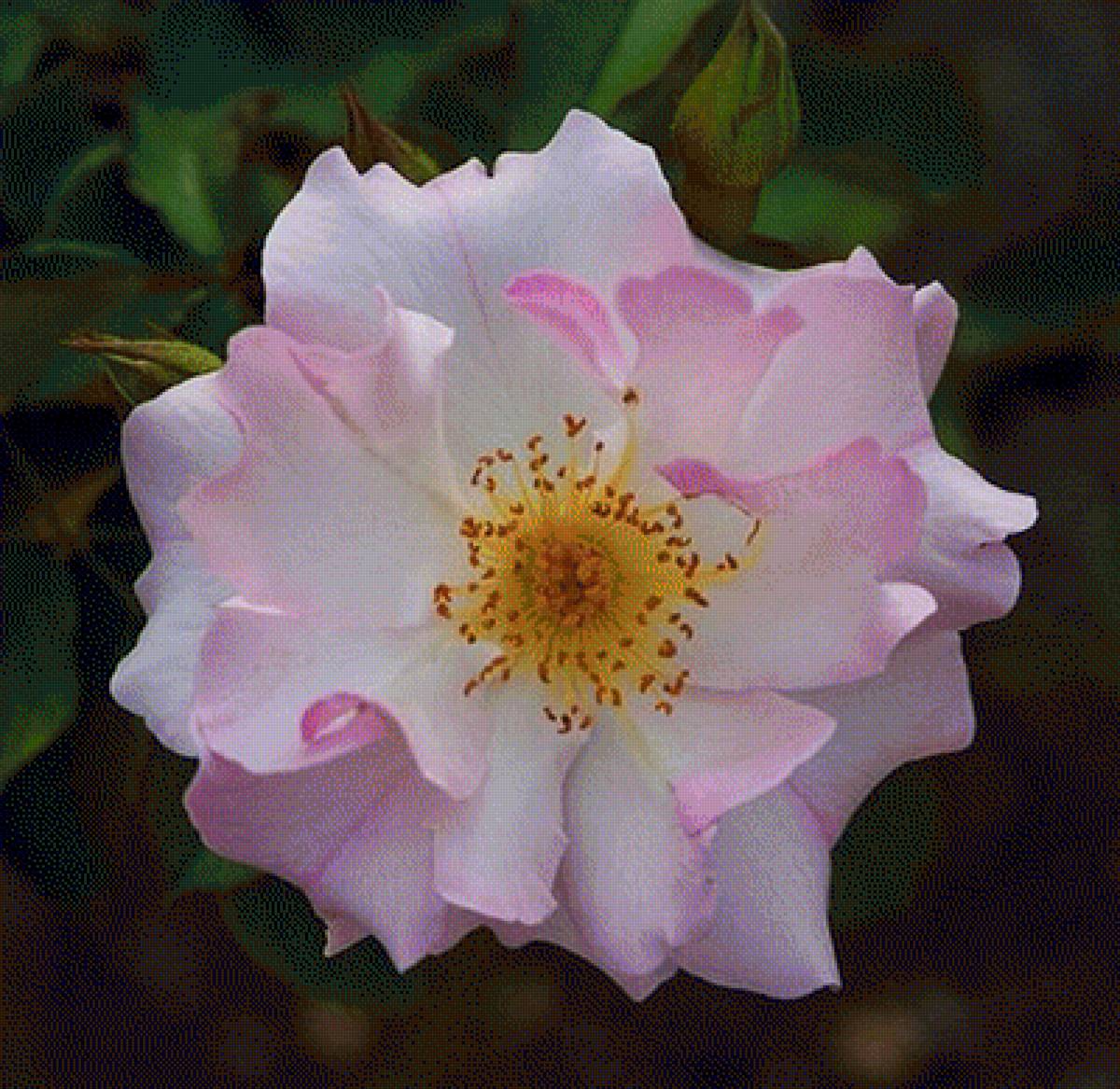 ROSE - розы - предпросмотр