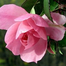 Схема вышивки «Роза»