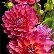 Схема вышивки «Красавец георгин»