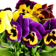 Схема вышивки «Анютины глазки»