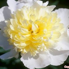 Схема вышивки «Пион»