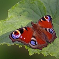 Павлиний глаз