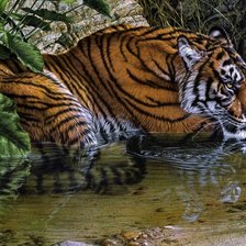 Схема вышивки «Тигр»