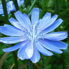 Схема вышивки «цветок цикория»