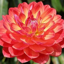 Схема вышивки «красная хризантема2»