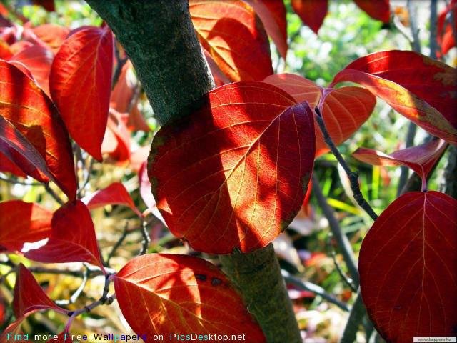 Краски осени - природа, осень, лес - оригинал