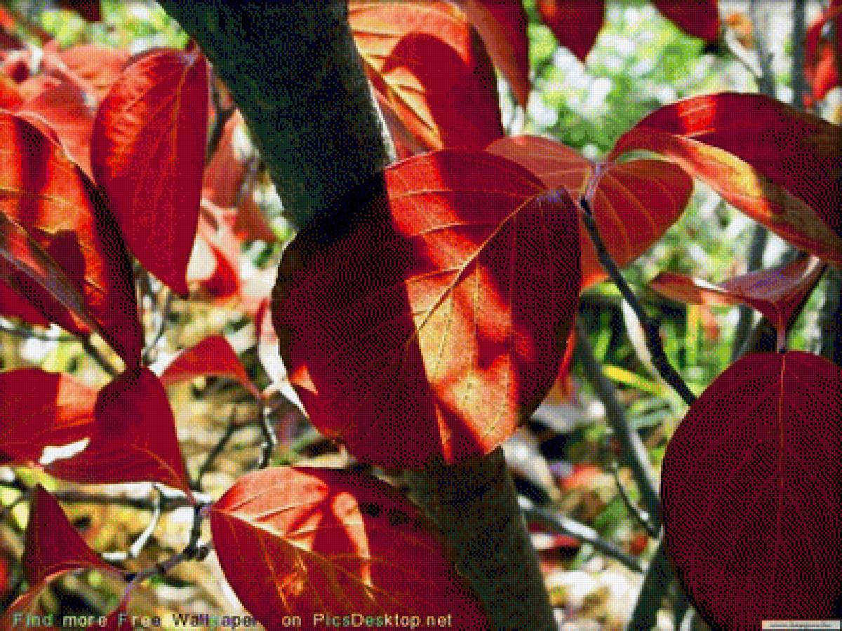 Краски осени - лес, осень, природа - предпросмотр