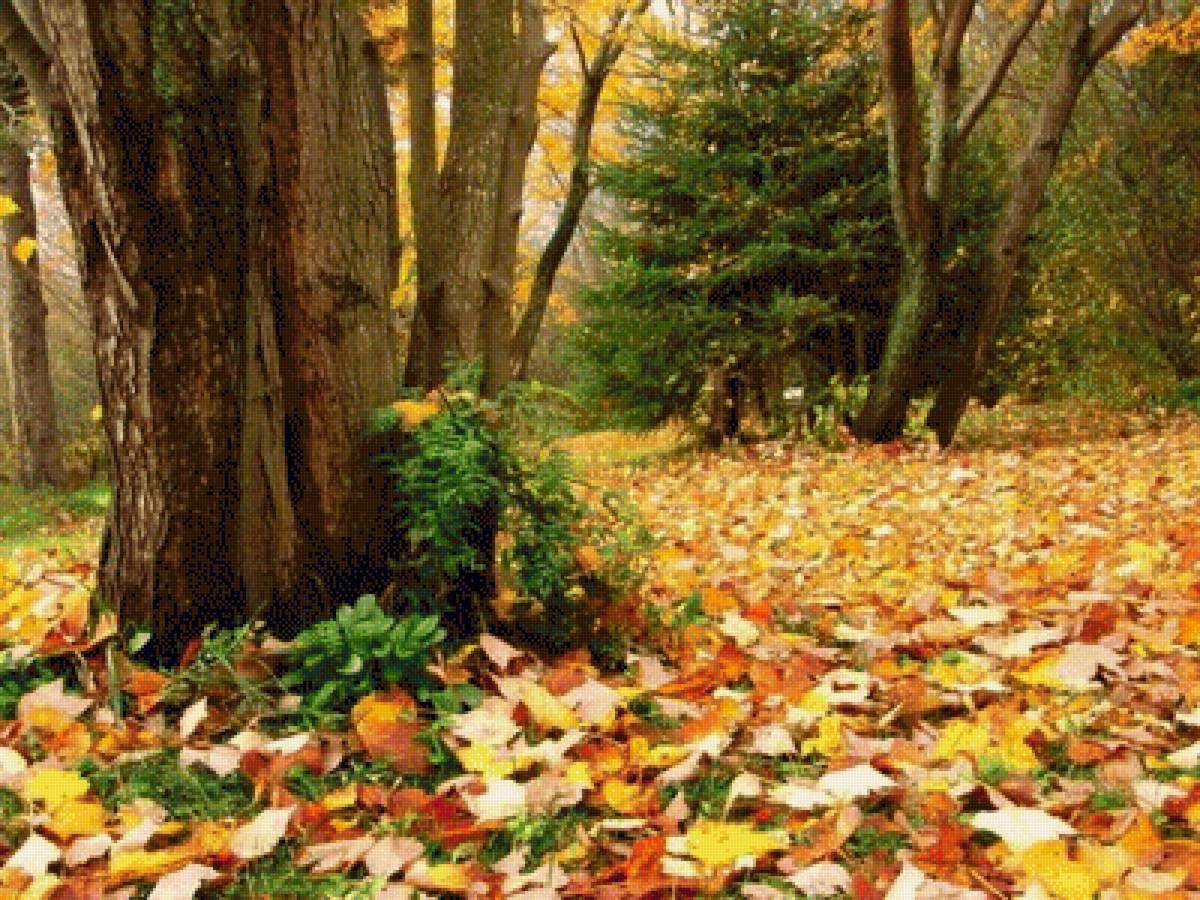 Осенний пейзаж - лес, природа, осень - предпросмотр